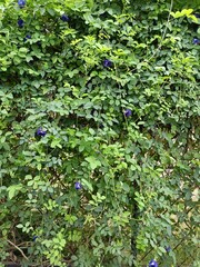 Clitoria ternatea commonly known as asian pigeonwings in Indonesia it called bunga telang Pattern or background 