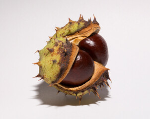 Mature horse chestnut fruits with a peel on a white background.  Aesculus, buckeye.