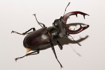 Lucanus cervus is the best-known species of stag beetle (family Lucanidae) in Western Europe....
