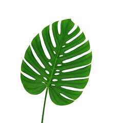 Tropical Palm Leaf Isolated on White Background