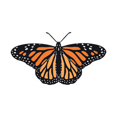 Hand drawn orange monarch butterfly clip art. Beautiful tropical insect design. Vector illustration on white background