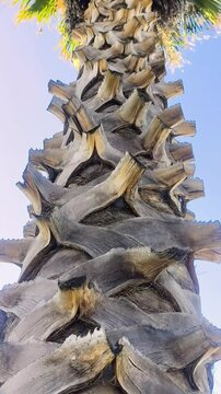 Palmera de d&aacute;tiles 