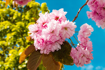 Spring in Paris. Blossom and architecture. High resolution photo.	