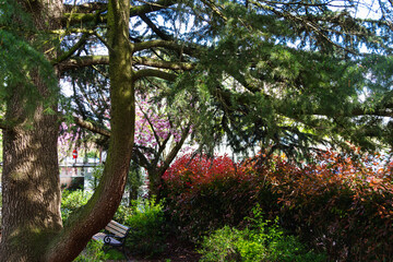 Spring in Paris. Blossom and architecture. High resolution photo.	