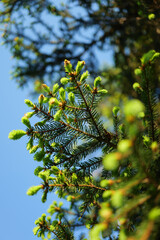Spruce Fir Tree Branches with Soft Green Tips in Spring in May