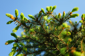 Spruce Fir Tree Branches with Soft Green Tips and Blue Sky in Spring in May