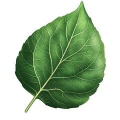 Obraz premium Green leaf image isolated cutout