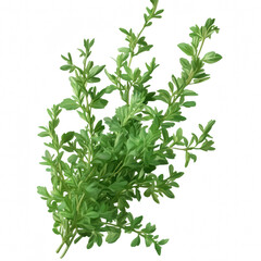 Obraz premium Green leafy plant branch isolated