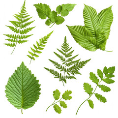 Fototapeta premium Green leaf assortment