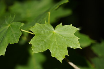 Close-up of fresh green leaves reveals intricate textures and natural patterns, capturing the quiet beauty and detail of plant life.

