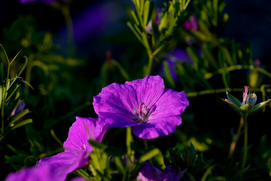 A close-up of a purple flower reveals delicate petals and fine textures, softly illuminated by natural light.

