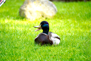 A wild duck rests peacefully on lush green grass, showcasing the beauty and simplicity of wildlife in its natural habitat.

