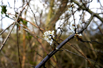White flowers in full bloom radiate purity and elegance, capturing the gentle essence of nature’s quiet beauty.

