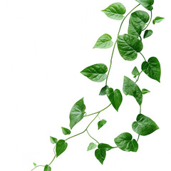 Green vine plant cutout image