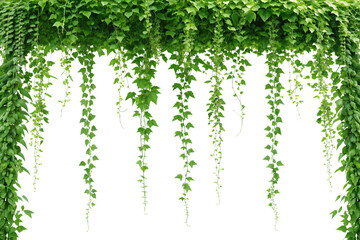 Lush Green Hanging Vines Isolated Ivy Plant Background. Earth Day
