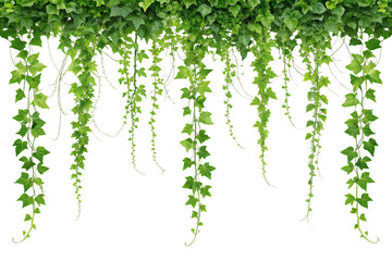 Lush Green Ivy Vines Hanging Down, Isolated on White Background. Earth Day