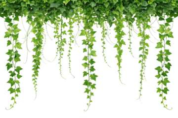 Lush Green Ivy Vines Hanging Down, Isolated on White Background. Earth Day