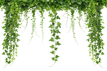 Lush Green Ivy Vines Hanging Down, Isolated on White Background. Earth Day © Romana572