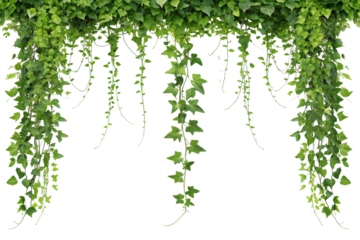 Lush Green Ivy Vines Hanging Down, Isolated on White Background. Earth Day