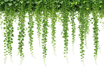 Lush Green Ivy Vines Hanging Down Nature's Drapery. Earth Day