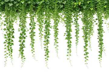 Lush Green Ivy Vines Hanging Down Nature's Drapery. Earth Day