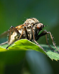 Fly Perched on a Leaf Against Blurred Background