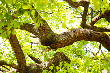 Giant camphor tree at the Meiji Shrine in Tokyo, Japan