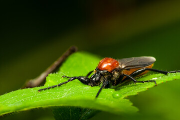 Red-Headed Insect Resting on a Green Leaf Outdoors