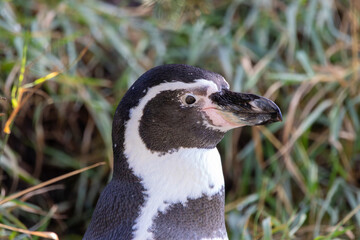 Humboldt penguins at a local zoo