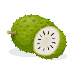 Illustration of soursop fruit, also called graviola, guyabano or Annona muricata, isolated on white background.kiwi fruit isolated on white