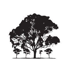 Fototapeta premium Tall Eucalyptus Tree Silhouette Drawing
