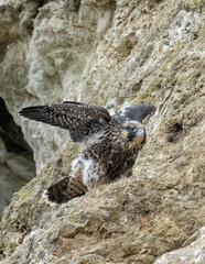 Peregrine Falcon Chick or eyasses (Falco peregrinus)