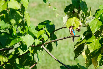 King fisher bird on a branch