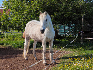Weißes Pferd auf einem Bauernhof