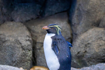 northern rockhopper penguin at a local zoo © Matt