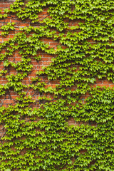 Lush green ivy growing across old brick wall. Contrast of deep and bright leaves creates natural texture.