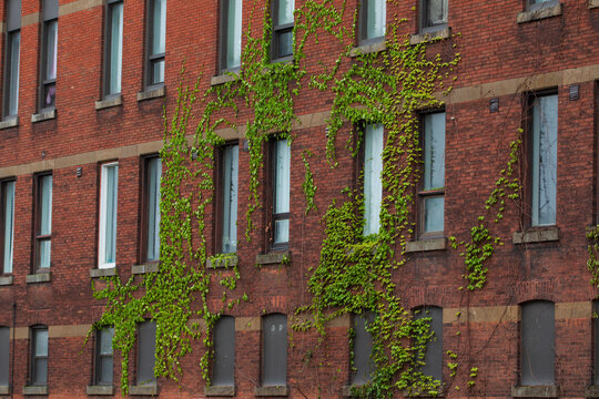 Old brick apartment building with ivy creeping up the facade.  Green ivy climbs red brick wall of multi-story building.