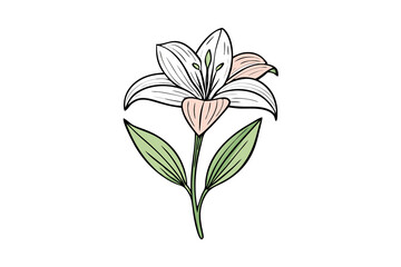 Elegant white lily flower illustration botanical design