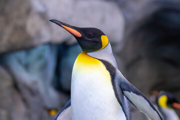 A King penguin at a local zoo