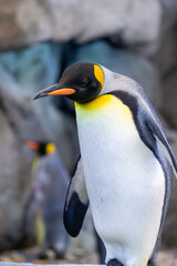 A King penguin at a local zoo