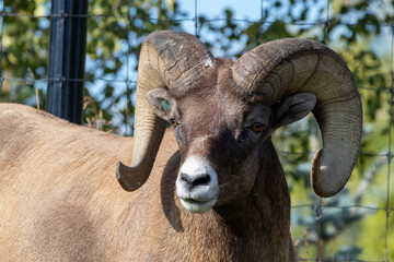 A bighorn sheep at a local zoo