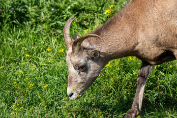 A bighorn sheep at a local zoo