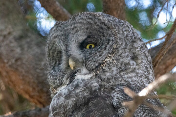 A great grey owl at a local zoo