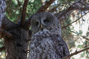A great grey owl at a local zoo