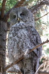 A great grey owl at a local zoo