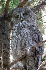 A great grey owl at a local zoo