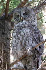 A great grey owl at a local zoo