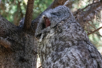 A great grey owl at a local zoo