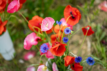 Wildflower bouquet composed of vivid red poppies, soft pink blossoms, and bright blue cornflowers.