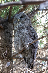 A great grey owl at a local zoo